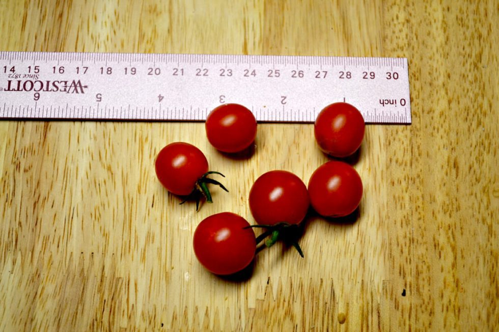 (Sweet Million) cherry tomatoes and a ruler