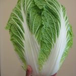 Chinese cabbage / wombok / napa cabbage