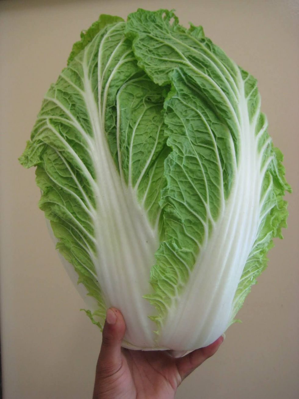 Chinese cabbage / wombok
