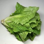 cos lettuce / romaine lettuce