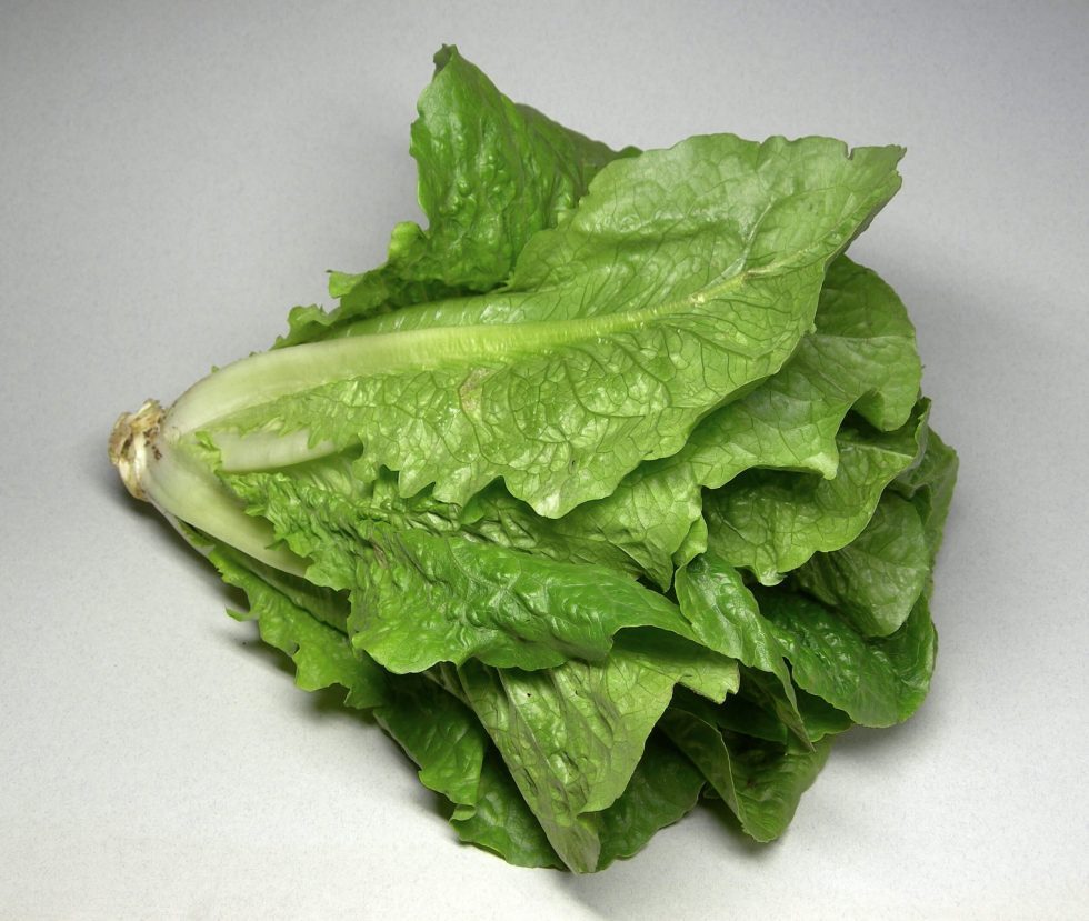cos lettuce / romaine lettuce