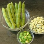 broad beans / favas (shelled, unshelled and skinned)