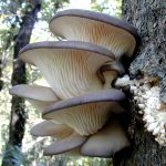 wild mushrooms / oyster mushrooms