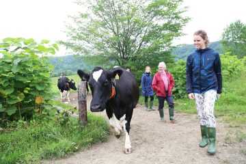 Cow tour farm outside