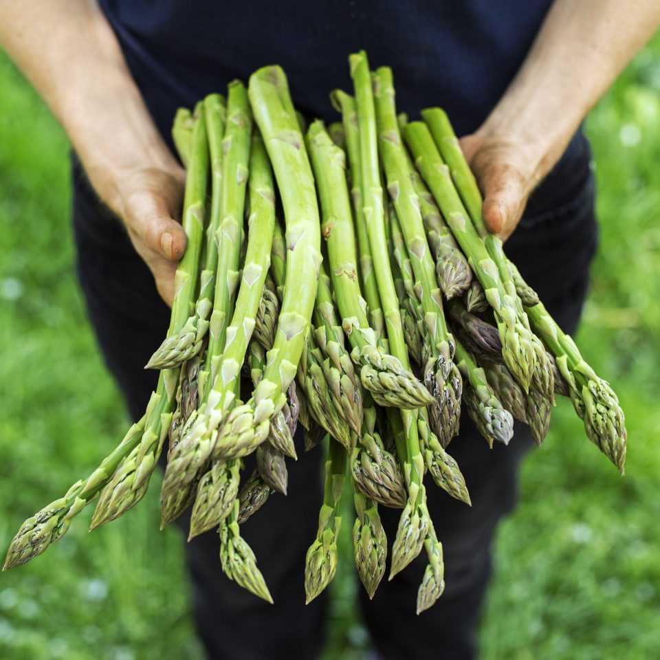 asparagus