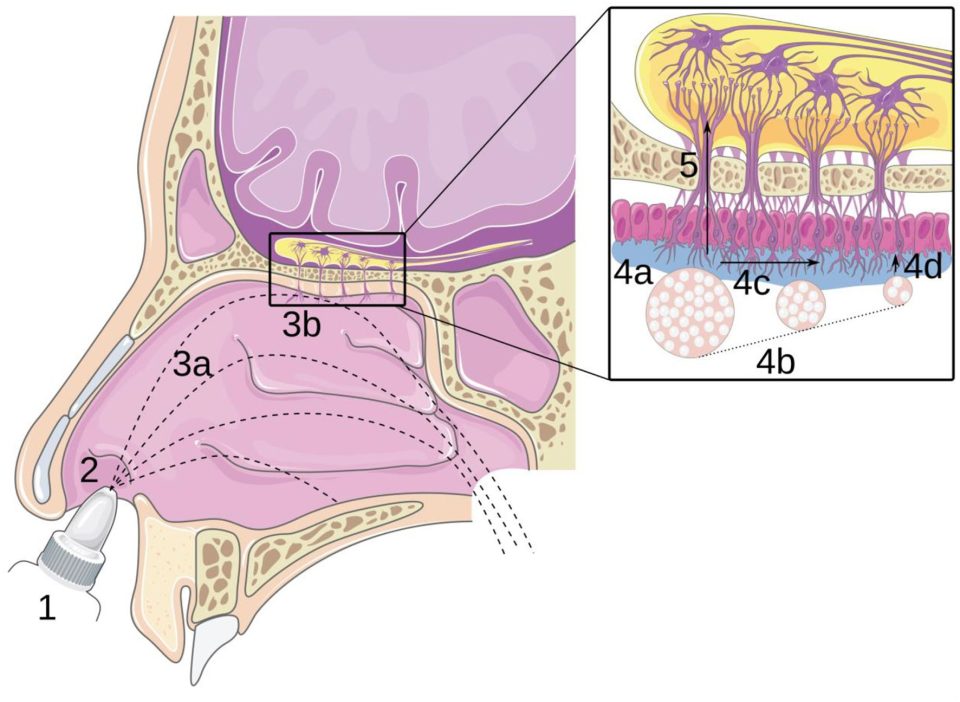 Instillation of a Dry Powder in Nasal Casts: Parameters Influencing the Olfactory Deposition With Uni-Directional and Bi-Directional Devices